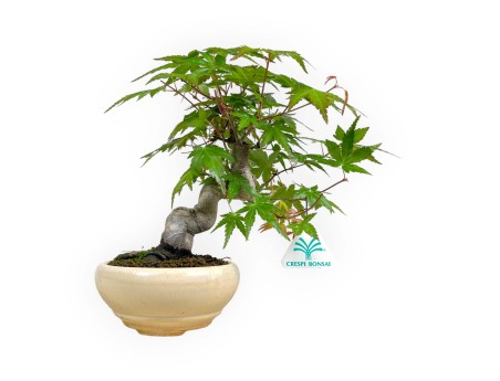 Acer palmatum viridis - maple - 24 cm