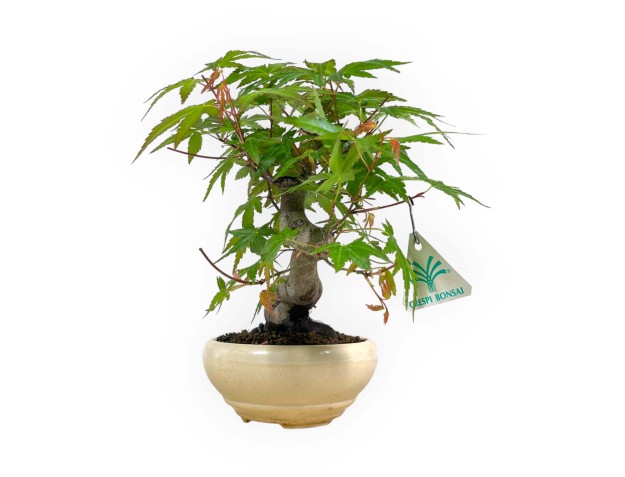 Acer palmatum viridis - érable - 24 cm 2