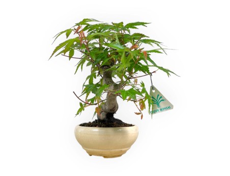 Acer palmatum viridis - maple - 24 cm