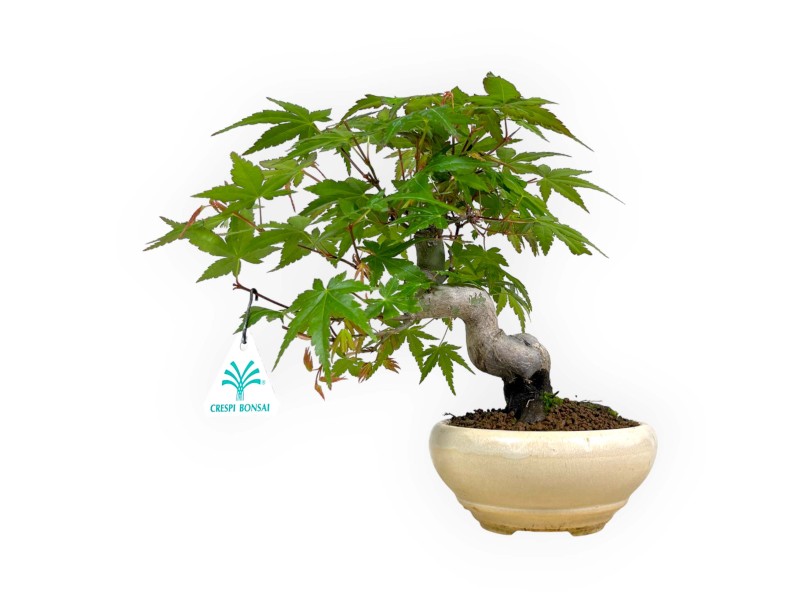 Acer palmatum viridis - 24 cm