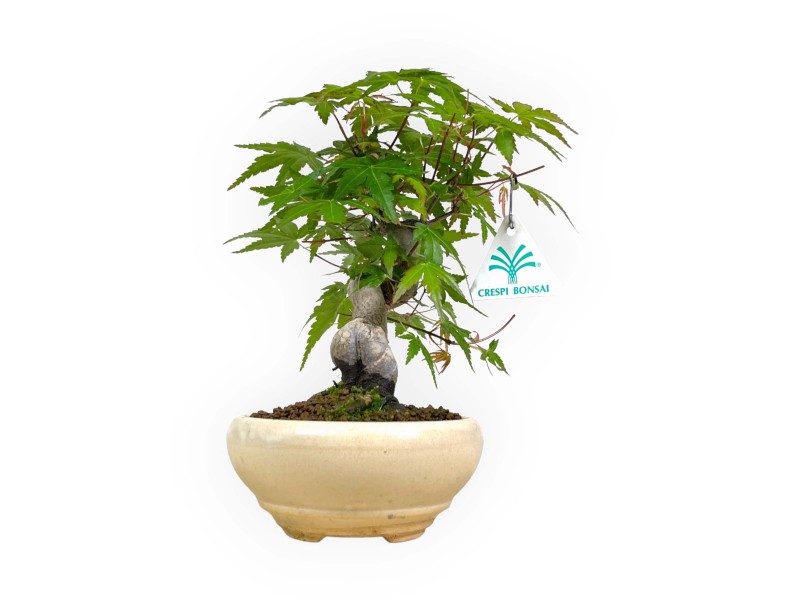 Acer palmatum viridis - 24 cm