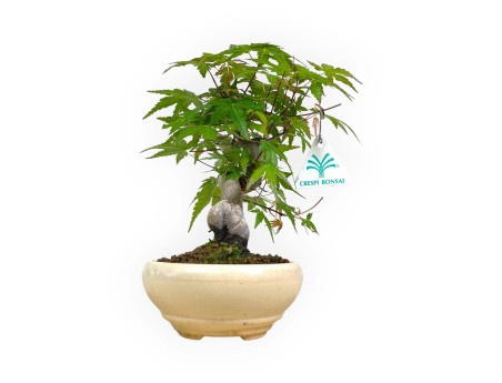 Acer palmatum viridis - 24 cm