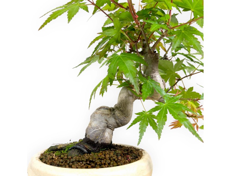Acer palmatum viridis - maple - 24 cm