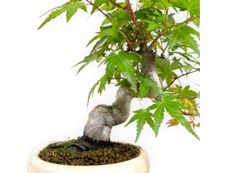 Acer palmatum viridis - érable - 24 cm