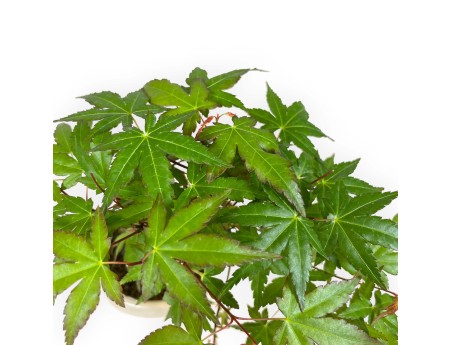 Acer palmatum viridis - érable - 24 cm
