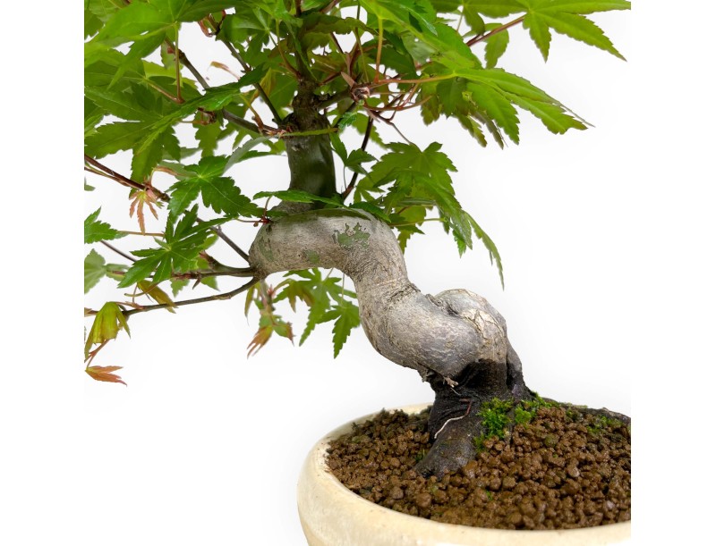 Acer palmatum viridis - maple - 24 cm