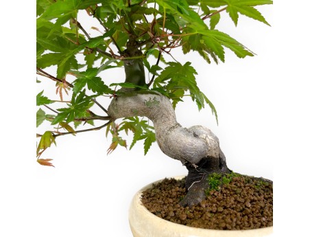 Acer palmatum viridis - érable - 24 cm