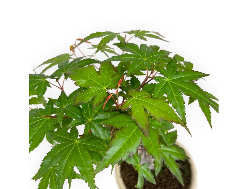 Acer palmatum viridis - maple - 24 cm