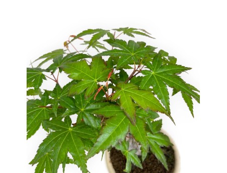 Acer palmatum viridis - maple - 24 cm