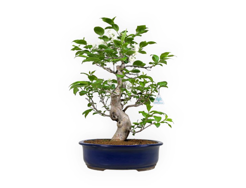 Symplocos chinensis v. pilosa - 55 cm