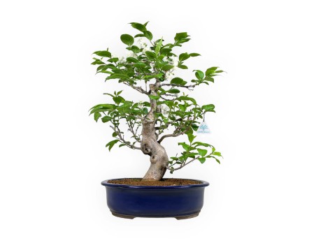 Symplocos chinensis v. pilosa - 55 cm