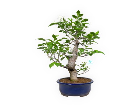 Symplocos chinensis v. pilosa - 55 cm