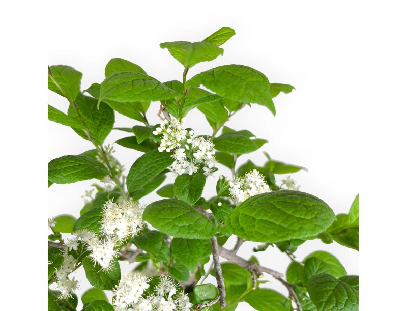 Symplocos chinensis v. pilosa - 55 cm