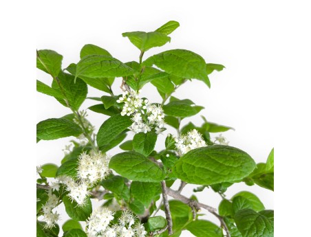 Symplocos chinensis v. pilosa - 55 cm