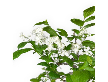 Symplocos chinensis v. pilosa - 55 cm