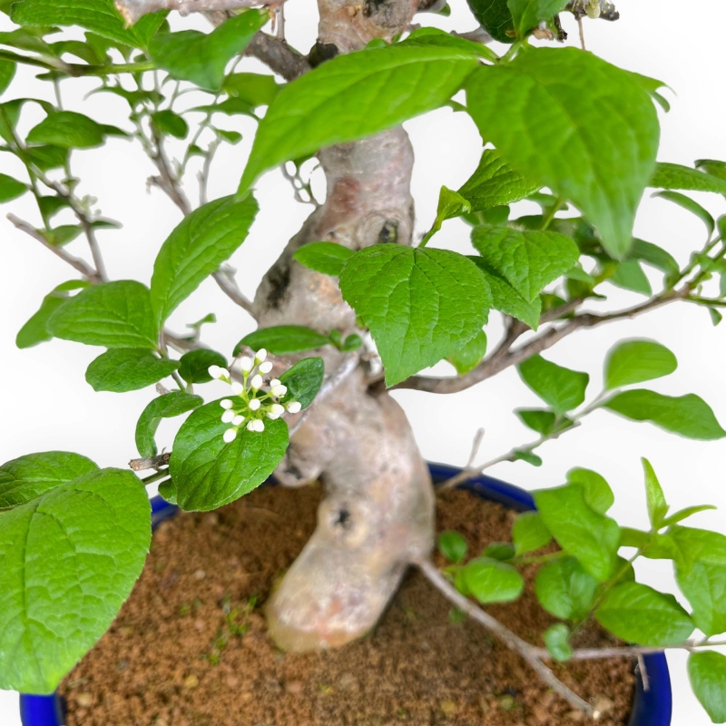 Symplocos chinensis v. pilosa - 55 cm