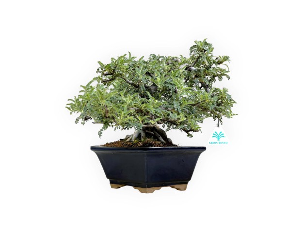 Osteomeles anthyllidifolia - 31 cm 2