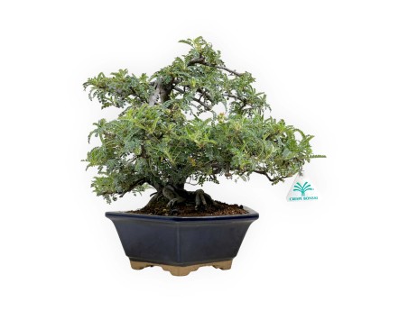 Osteomeles anthyllidifolia - 31 cm