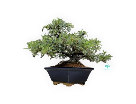 Osteomeles anthyllidifolia - 31 cm