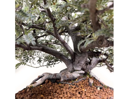 Osteomeles anthyllidifolia - 31 cm