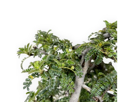 Osteomeles anthyllidifolia - 31 cm