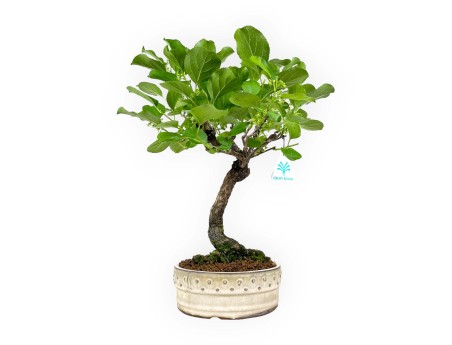 Celastrus orbiculatus - 40 cm