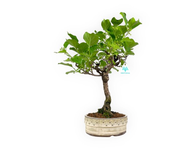 %product-name%%separator%%category% 2