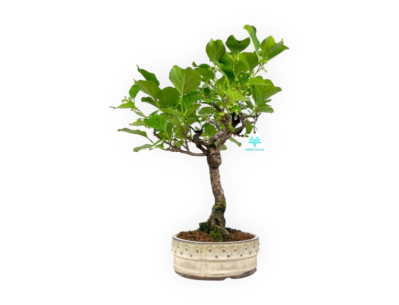 Celastrus orbiculatus - 40 cm