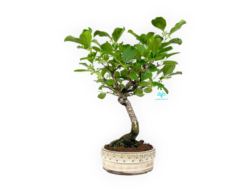 Celastrus orbiculatus - 40 cm