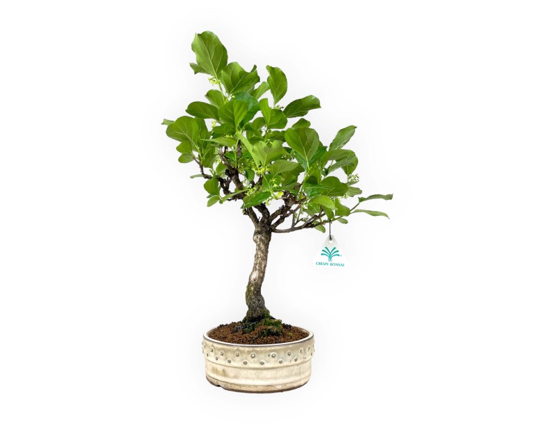 Celastrus orbiculatus - 40 cm