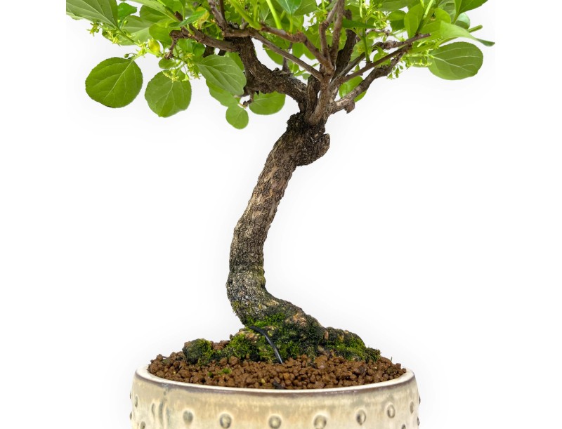 Celastrus orbiculatus - 40 cm