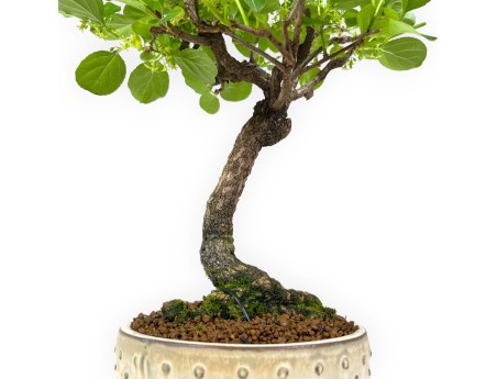 Celastrus orbiculatus - 40 cm