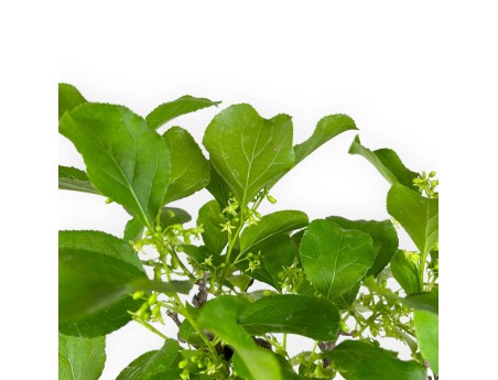 Celastrus orbiculatus - 40 cm