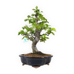 Pseudocydonia chinensis karin - Cotogno - 44,5 cm