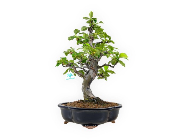 Pseudocydonia chinensis karin - Quince - 44,5 cm