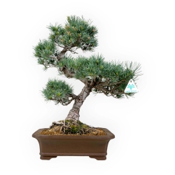Pinus pentaphylla - Pino - 52 cm