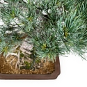 Pinus pentaphylla - Pine - 52 cm