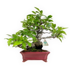 Malus sieboldii - Apfelbaum - 33 cm