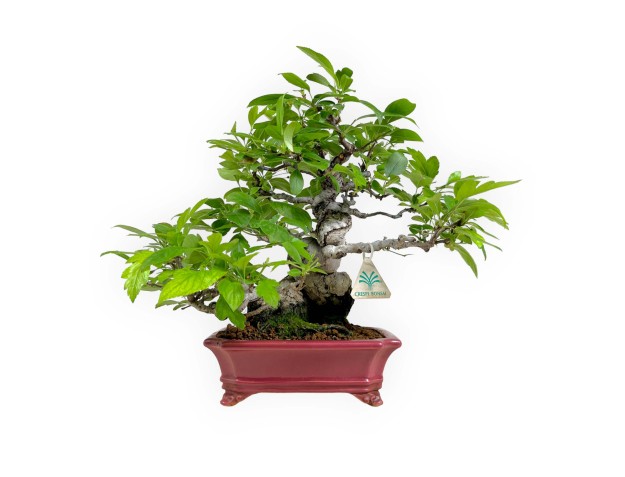 Malus sieboldii - Appelboom - 33 cm
