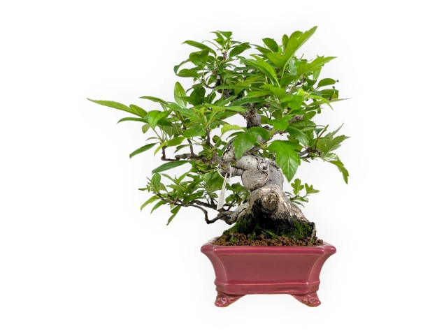 Malus sieboldii - Melo - 33 cm 2