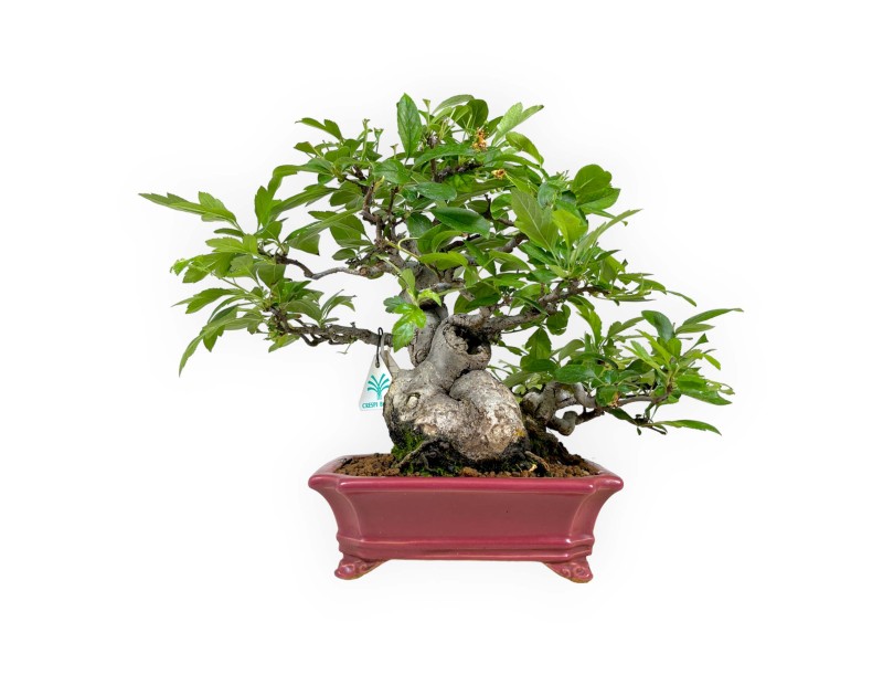 Malus sieboldii - Manzano - 33 cm