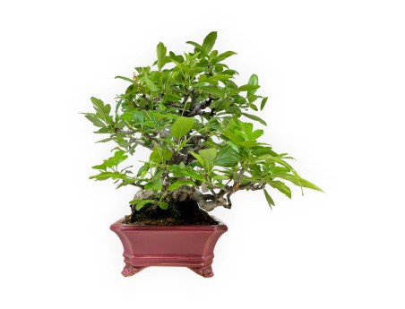 Malus sieboldii - Pommier - 33 cm