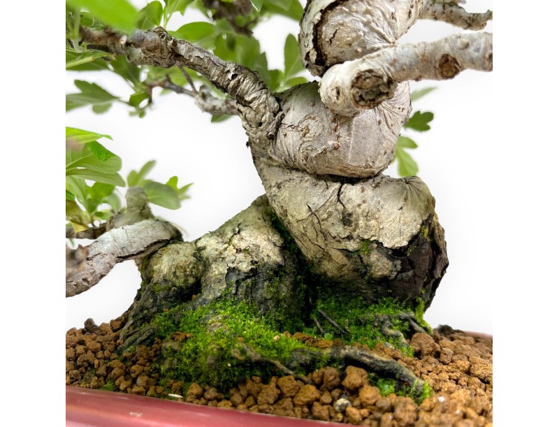 Malus sieboldii - Manzano - 33 cm