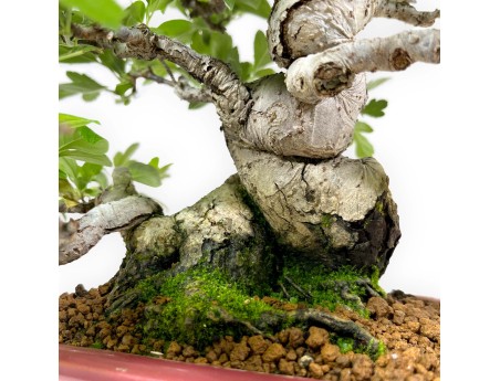 Malus sieboldii - Melo - 33 cm