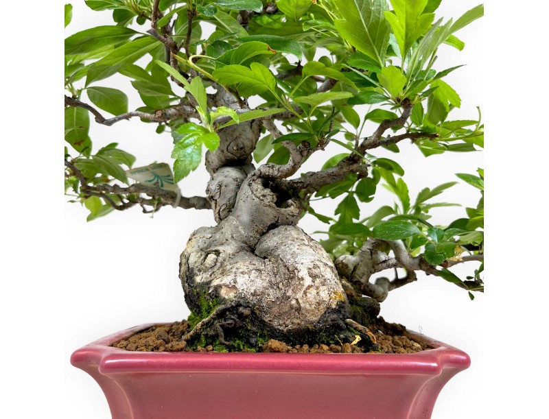 Malus sieboldii - Apfelbaum - 33 cm