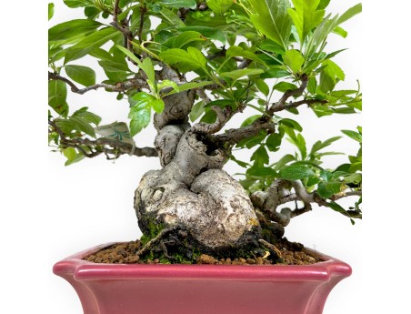 Malus sieboldii - Apple tree - 33 cm