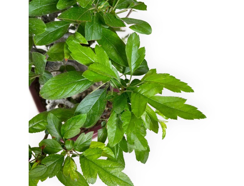 Malus sieboldii - Appelboom - 33 cm