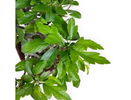 Malus sieboldii - Manzano - 33 cm