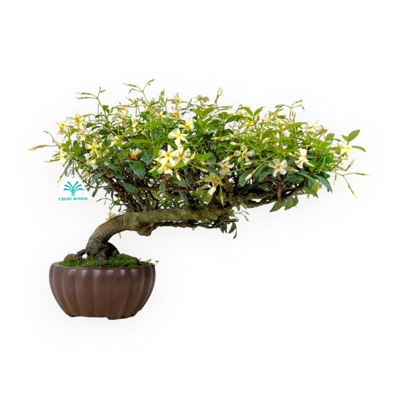 Trachelospermum asiaticum - 29 cm