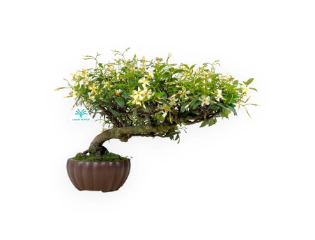 Trachelospermum asiaticum - 29 cm